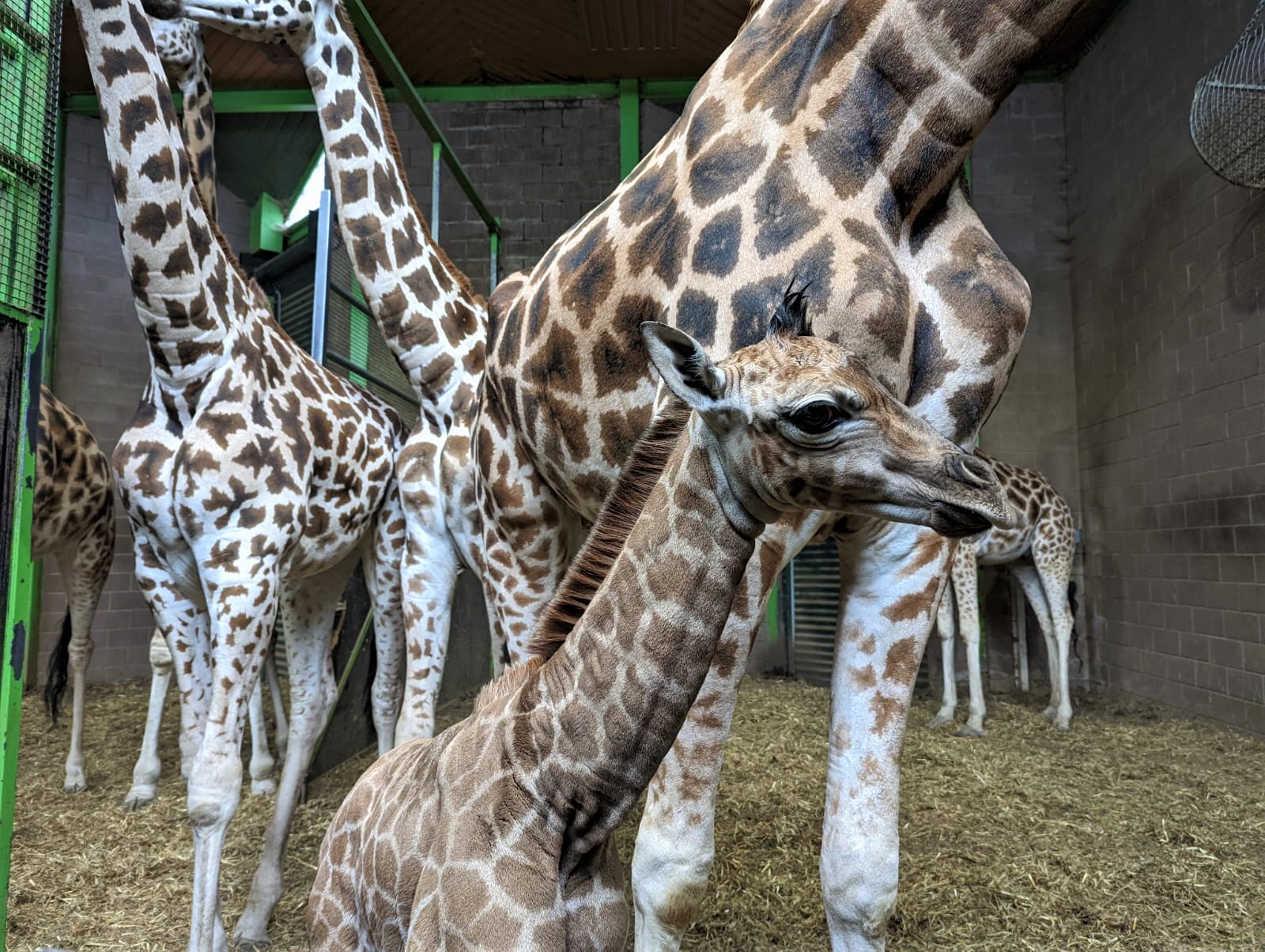 Belfast Zoo Welcomes Endangered Giraffe Calf To The Herd | BIAZA